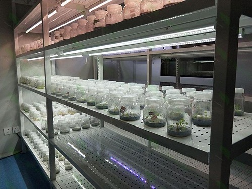 武威植物组织培养实验室设计建设方案